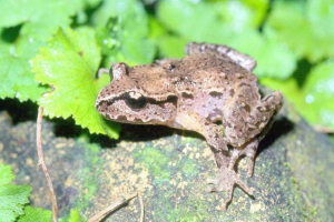 Hamilton leopelma: zdjęcie, opis płazów Hamilton leopelma: zdjęcie, opis płazów